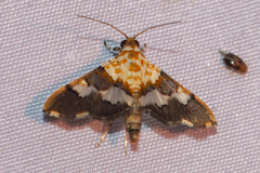 Aetholix flavibasalis