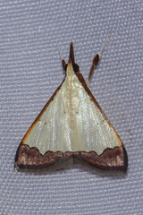 Autocharis hedyphaes