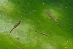 Evia Barbel photo 3