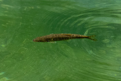Evia Barbel photo 1
