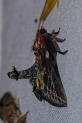 Toccolosida rubriceps