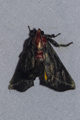 Toccolosida rubriceps