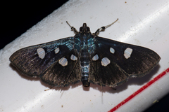 Rhagoba octomaculalis