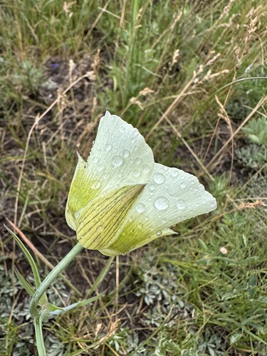 Gunnison's Mariposa Lily