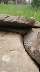Thamnophis sirtalis sirtalis