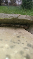 Thamnophis sirtalis sirtalis