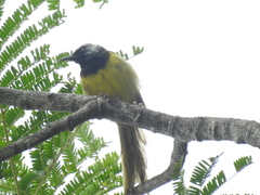 Hypergerus atriceps