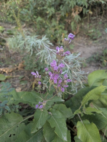 Phlomoides pratensis, photograph 6