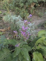 Phlomoides pratensis, photograph (c) Islam Galymzhanov, some rights reserved (CC BY)