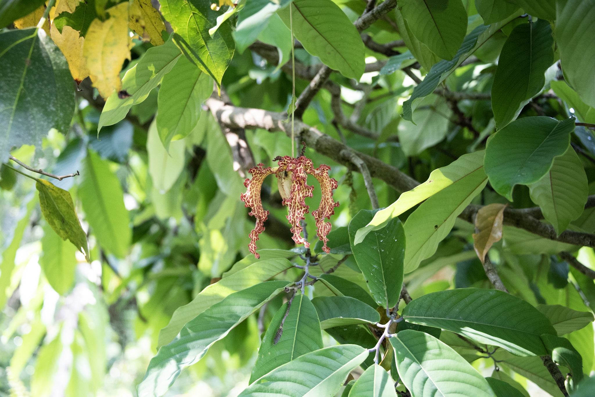 Monodora myristica