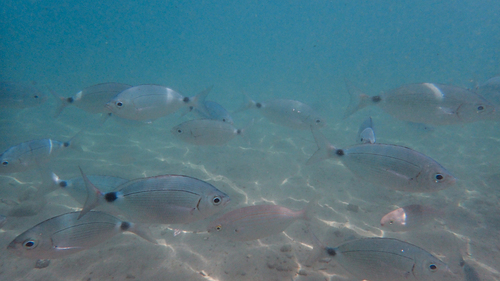 Oblada melanurus