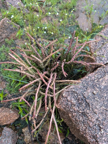 Ceropegia adscendens