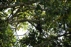 Cercopithecus ascanius
