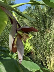 Coereba flaveola caboti