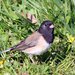 Juncos - Photo (c) David Hofmann, some rights reserved (CC BY-NC-ND)