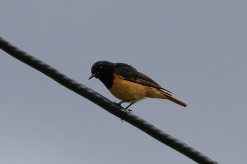Black Redstart
