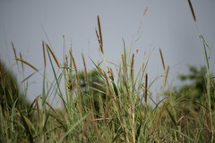 Pachyphantes superciliosus