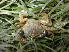 Liocarcinus navigator