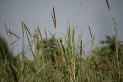 Pachyphantes superciliosus