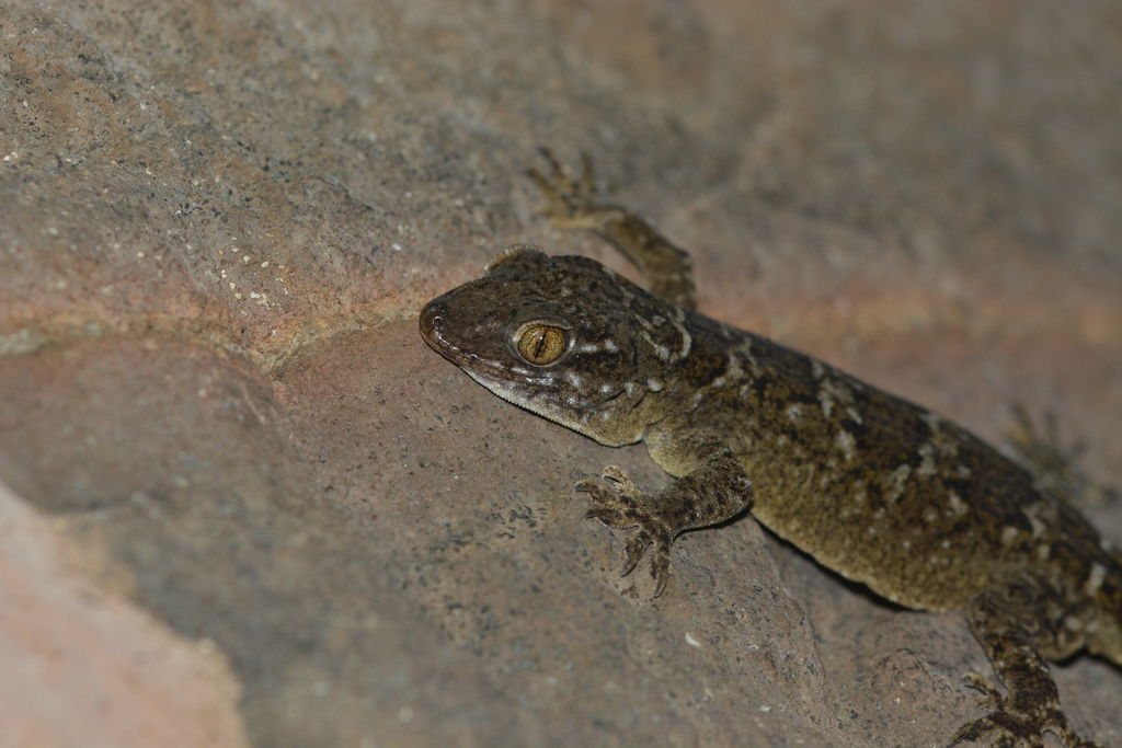 Aaron Bauer's House Gecko