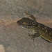 Hemidactylus aaronbaueri - Photo Oikeuksia ei pidätetä, lähettänyt S.MORE