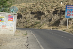 Streptopelia orientalis