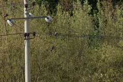 Streptopelia orientalis