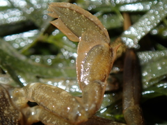 Liocarcinus navigator