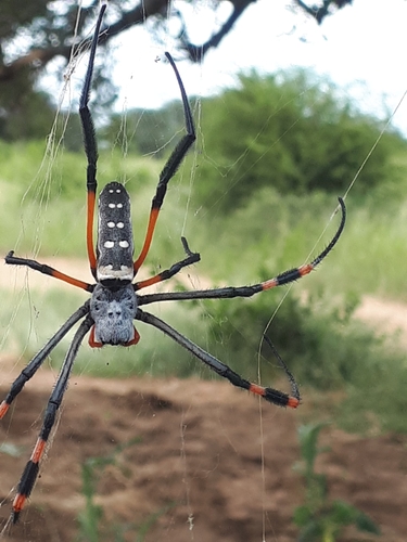 banded-legged golden orb-web spider