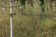 Streptopelia orientalis