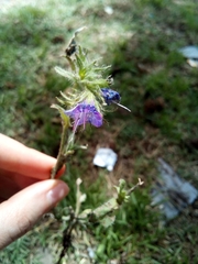 Echium plantagineum