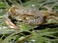 Liocarcinus navigator