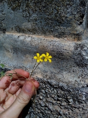 Oxalis