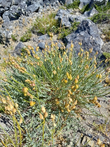 Yakima Milkvetch (Astragalus reventiformis)