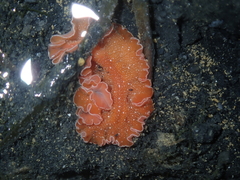 Yungia aurantiaca