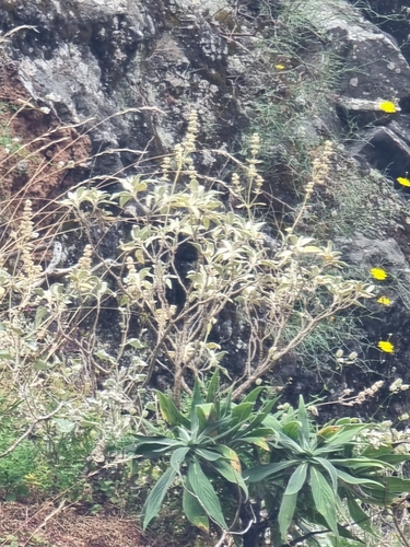 Madeiran ironwort (Sideritis candicans)