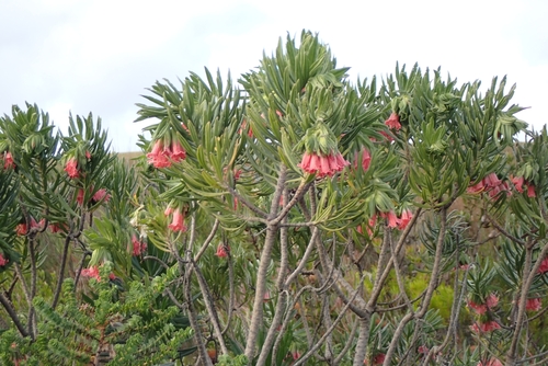 Lobostemon belliformis, photograph 6