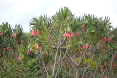 Lobostemon belliformis, photograph (c) Karen Eichholz, some rights reserved (CC BY)
