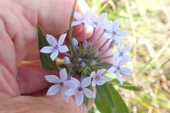 Pentanisia prunelloides