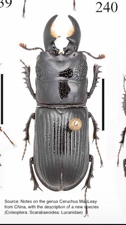 Ceruchus niger