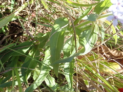 Pentanisia prunelloides