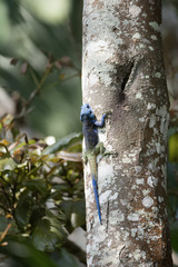Acanthocercus ugandaensis