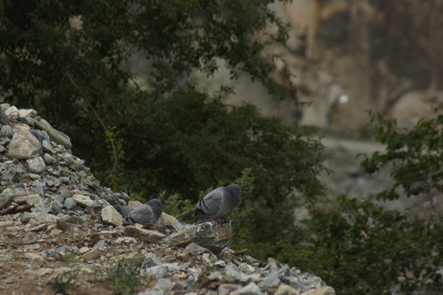 Hill Pigeon