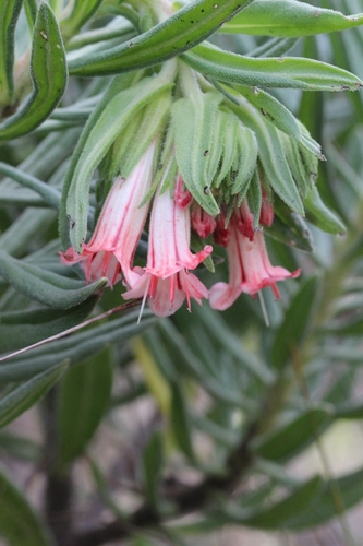 Lobostemon belliformis, photograph 3