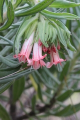 (c) Karen Eichholz, some rights reserved (CC BY) Lobostemon belliformis, photograph (c) Karen Eichholz, some rights reserved (CC BY)
