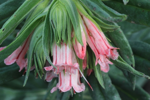 Lobostemon belliformis, photograph 4