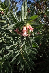 (c) Karen Eichholz, some rights reserved (CC BY) Lobostemon belliformis, photograph (c) Karen Eichholz, some rights reserved (CC BY)