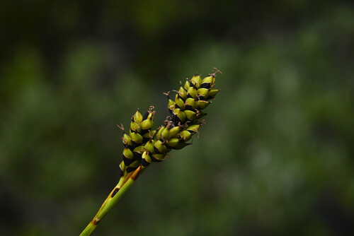 Carex stevenii