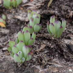 Curio crassulifolius