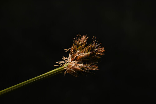 Arapaho Sedge (Carex arapahoensis)